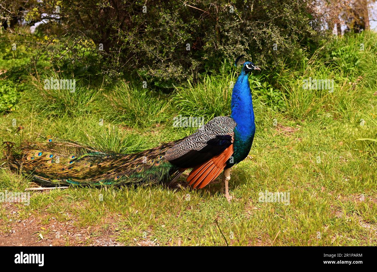 Wunderschöne männliche Pfauen mit hellen Federn wandern im Park mit langen Schwänzen. Er steht auf einer unbefestigten Straße und zieht sich den Schwanz, bevor er sich öffnet. Stockfoto
