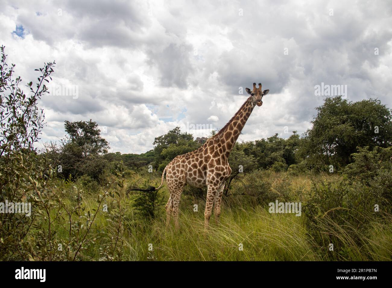 Einsame Giraffe in Savanne, ihrem natürlichen Lebensraum, im Imire Rhino & Wildlife Conservancy National Park, Simbabwe Stockfoto