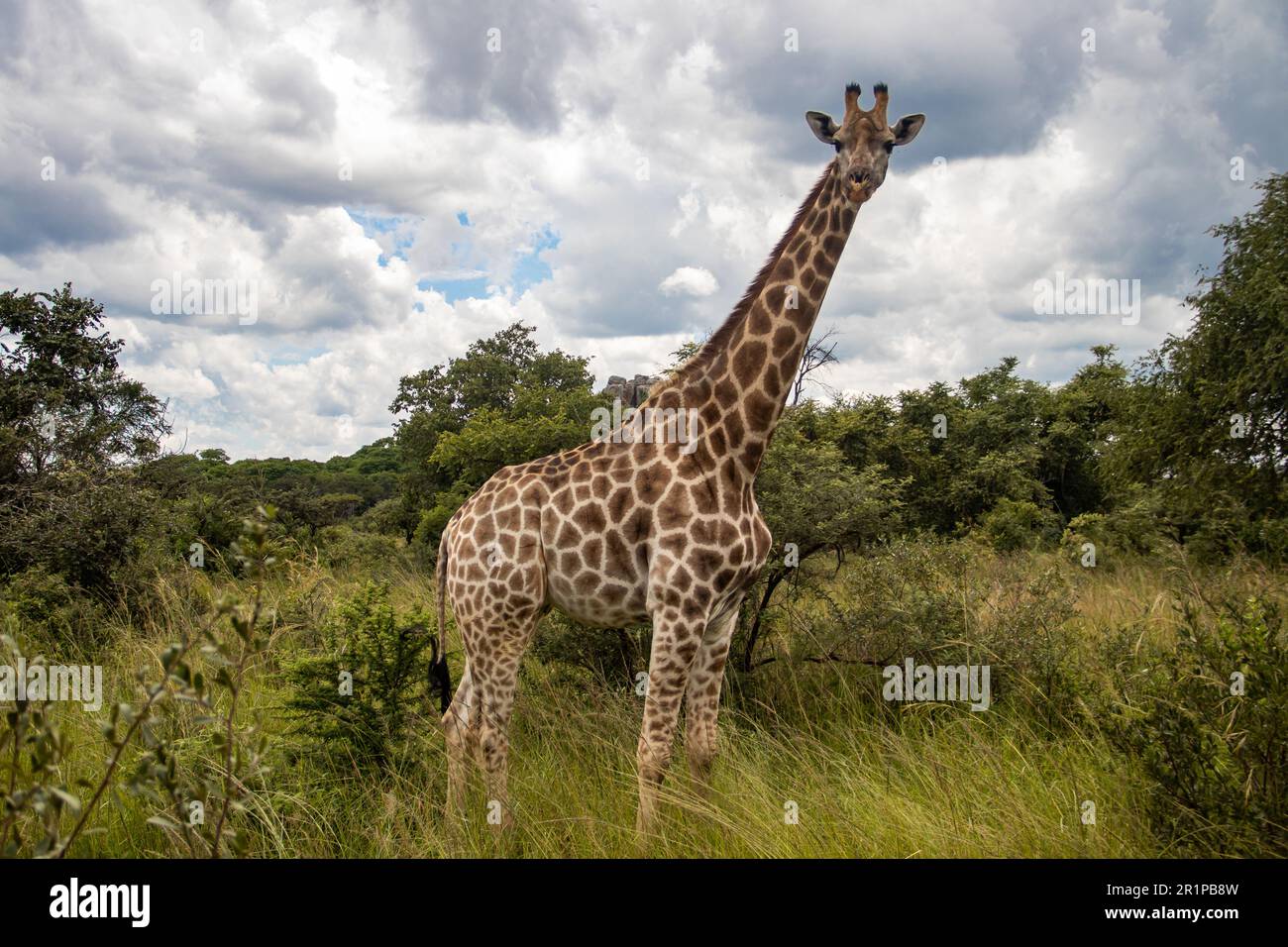 Einsame Giraffe in Savanne, ihrem natürlichen Lebensraum, im Imire Rhino & Wildlife Conservancy National Park, Simbabwe Stockfoto