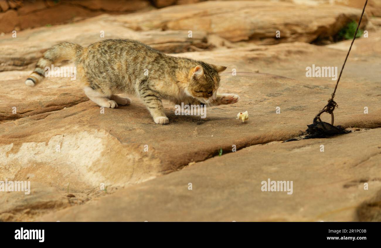 Fast wilde Katze, die in Petra Jordan in der Höhe lebt und sich von Resten von Touristen oder Beduinen ernährt. Die Katze lebt in der Wildnis auf dem roten Felsen und ev Stockfoto