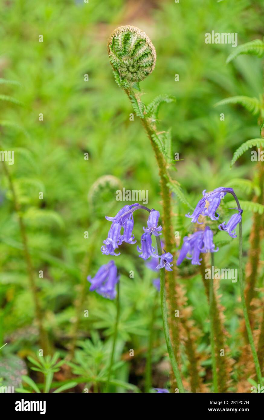 Gekräuselte Bracken-Fronds in einem Bluebell-Holz in Northumberland Stockfoto