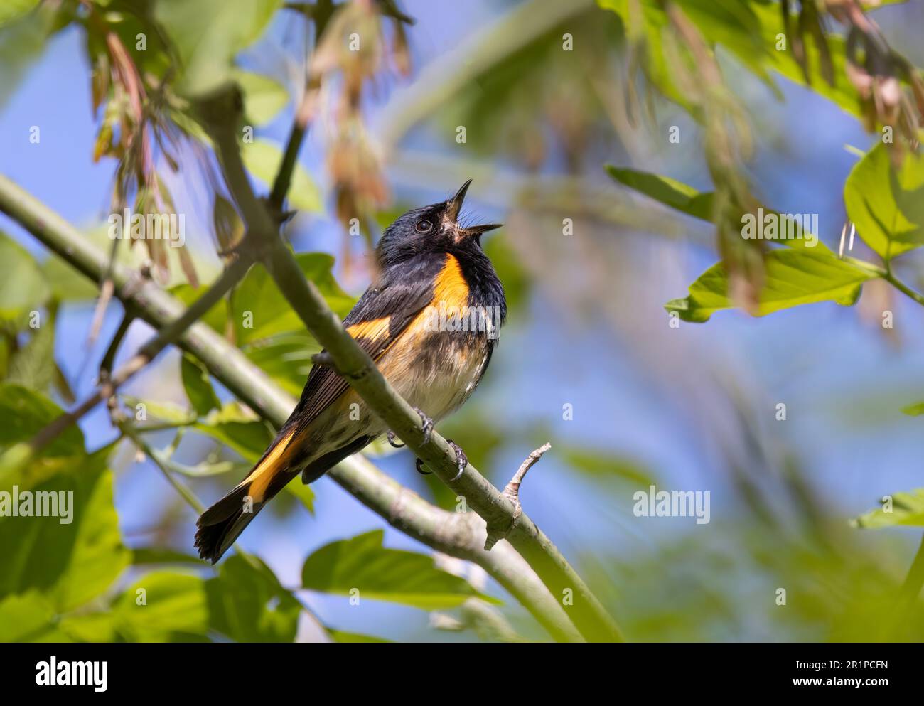 American Redstart saß im Frühling in Ottawa, Kanada Stockfoto