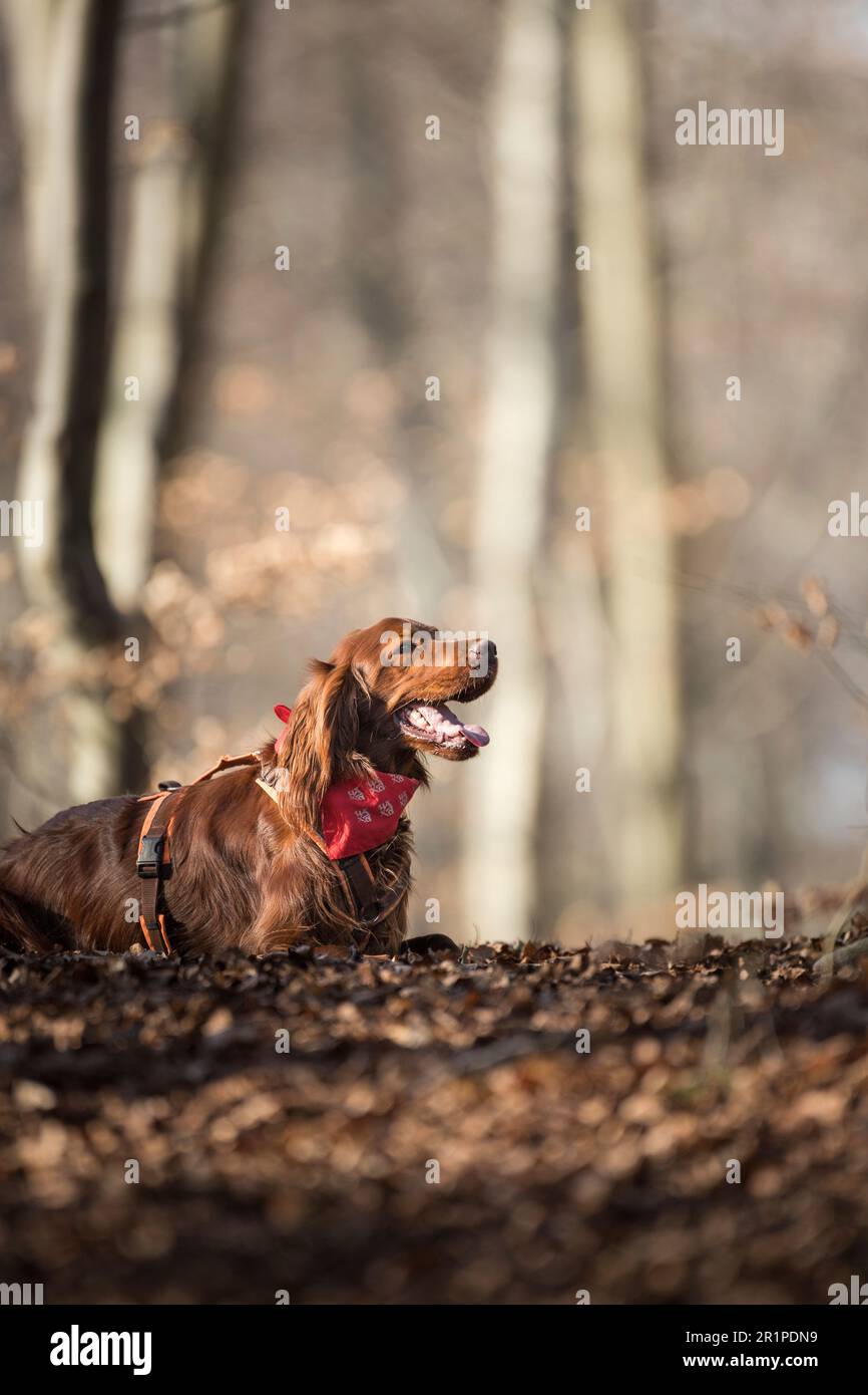 Hund im Herbst Wald Stockfoto