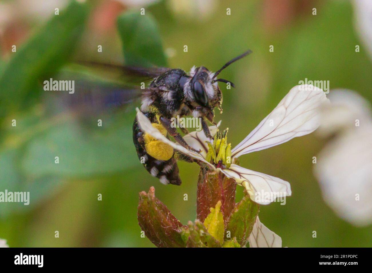 Andrena agilissima, Violet-Winged Mining Bee Stockfoto