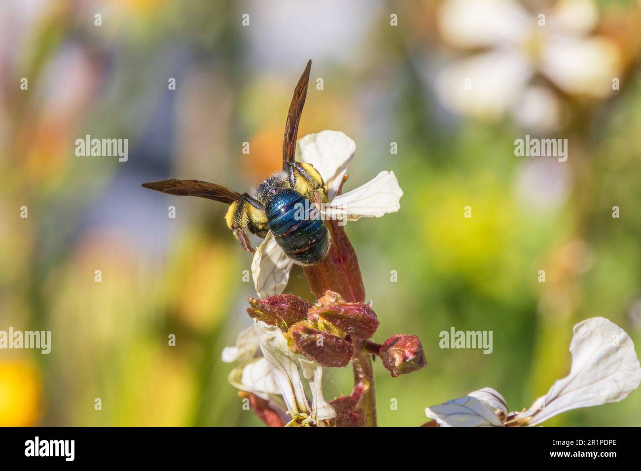 Andrena agilissima, Violet-Winged Mining Bee Stockfoto