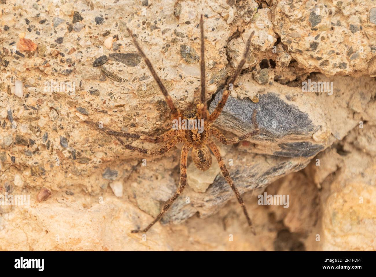 Zoropsis spinimana, Mediterranean Spiny False Wolf Spider Stockfoto