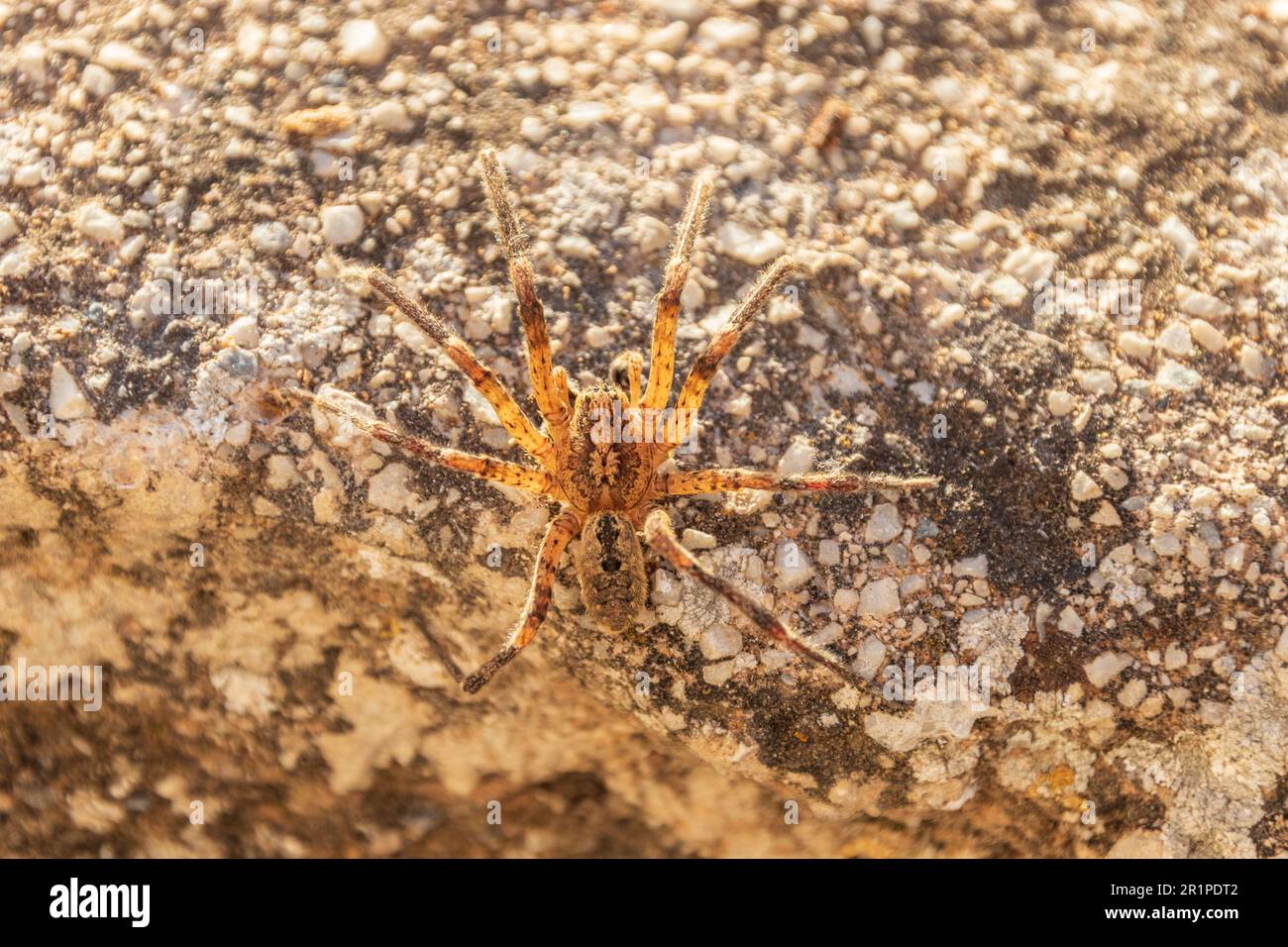 Zoropsis spinimana, Mediterranean Spiny False Wolf Spider Stockfoto