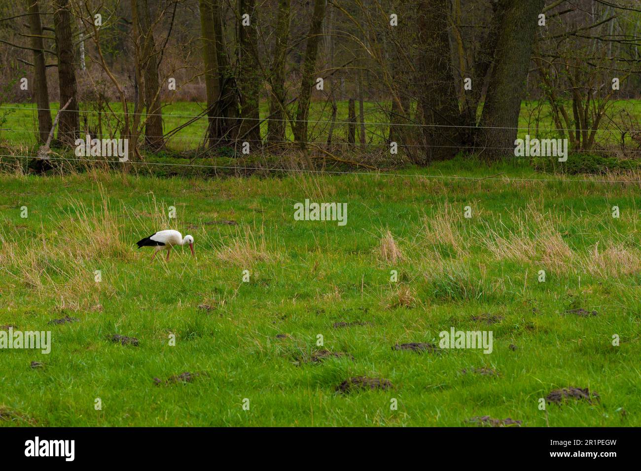 Weißstorch sucht im Frühling in einer Koppel nach Essen Stockfoto