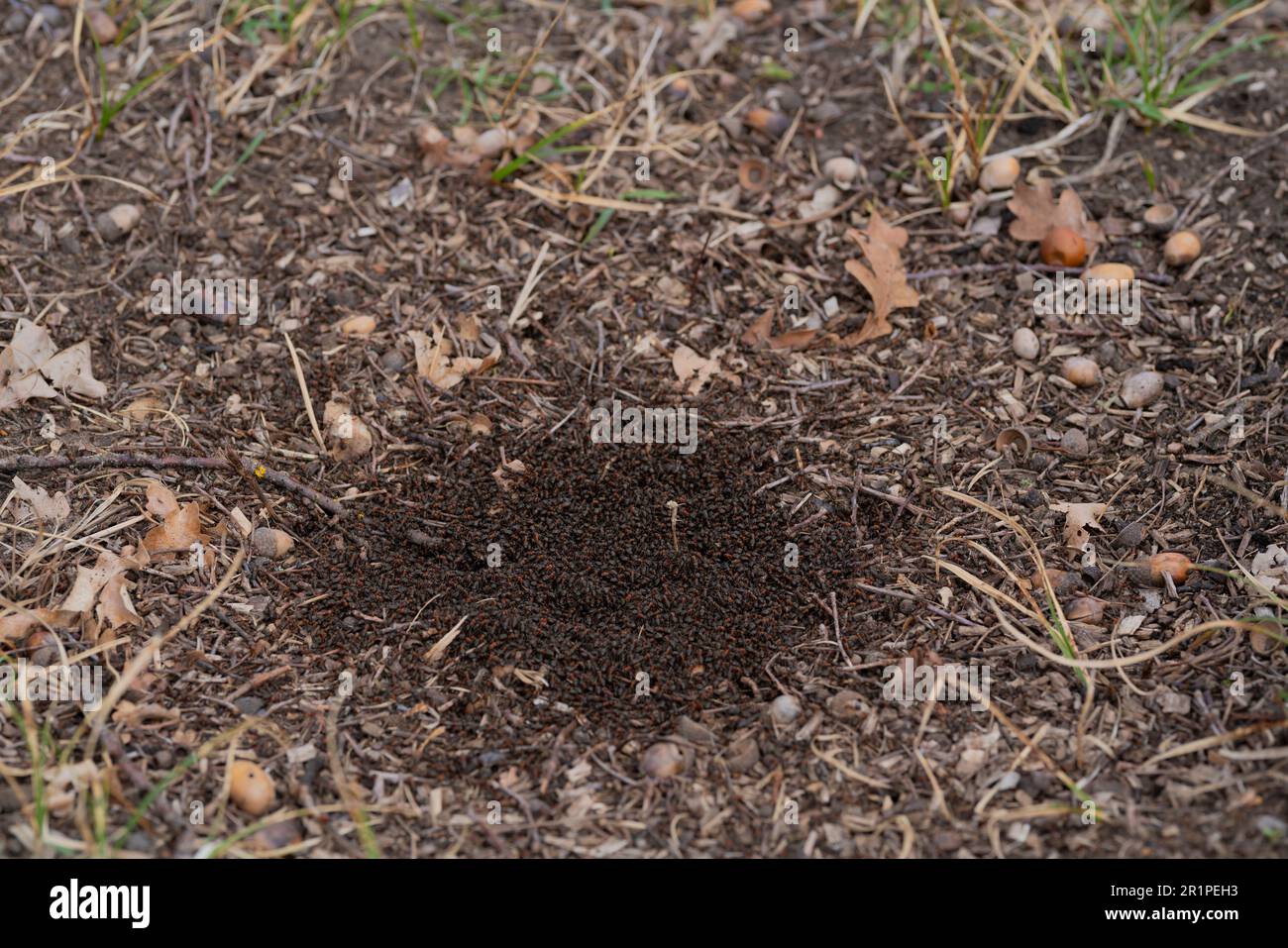 Kleiner junger Ameisenhaufen, der gerade in der Natur auftaucht, 13. April 2023 Stockfoto