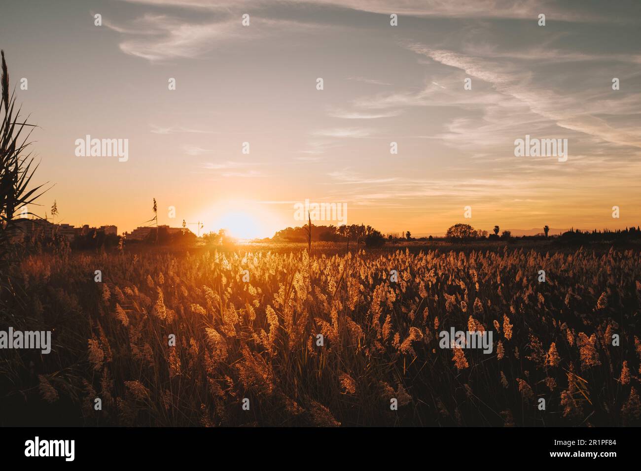 Landschaft mit orangefarbenem Sonnenlicht auf dem Gras. Wiese in goldenen Stunden. Wunderschöne Landschaft an sonnigen Tagen. Im Freien. Leerer Himmel, um deinen Text zu schreiben. Speicherplatz kopieren. Hintergrund Stockfoto