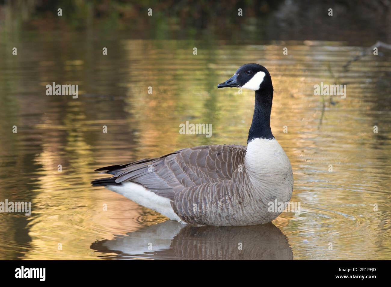 Kanada-Gans Stockfoto