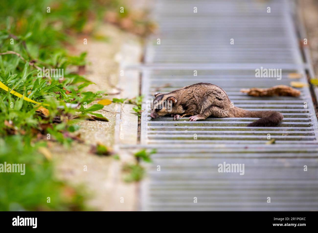 Ein verlassener Zuckergleiter wehrt sich in einem Park, Singapur. Exotische Haustiere wie dieses Beuteltier aus Australien und PNG sind auf dieser Insel beliebt Stockfoto