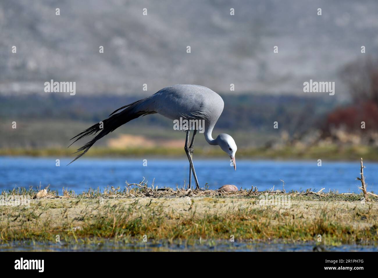 Blauer Kran [Anthropoides paradiseus] inspiziert die beiden Eier in seinem Nest, bot River Feuchtgebiet, Overberg, Südafrika. Stockfoto