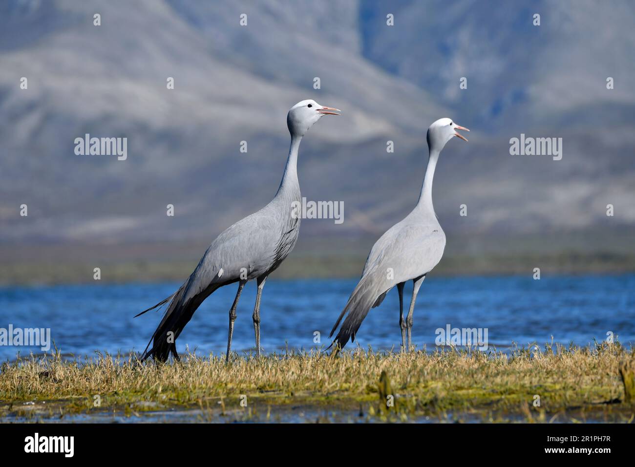 Blaue Kraniche [Anthropoides paradiseus] in der Nähe ihres Nistplatzes im Feuchtgebiet des bot River, Overberg, Südafrika. Stockfoto