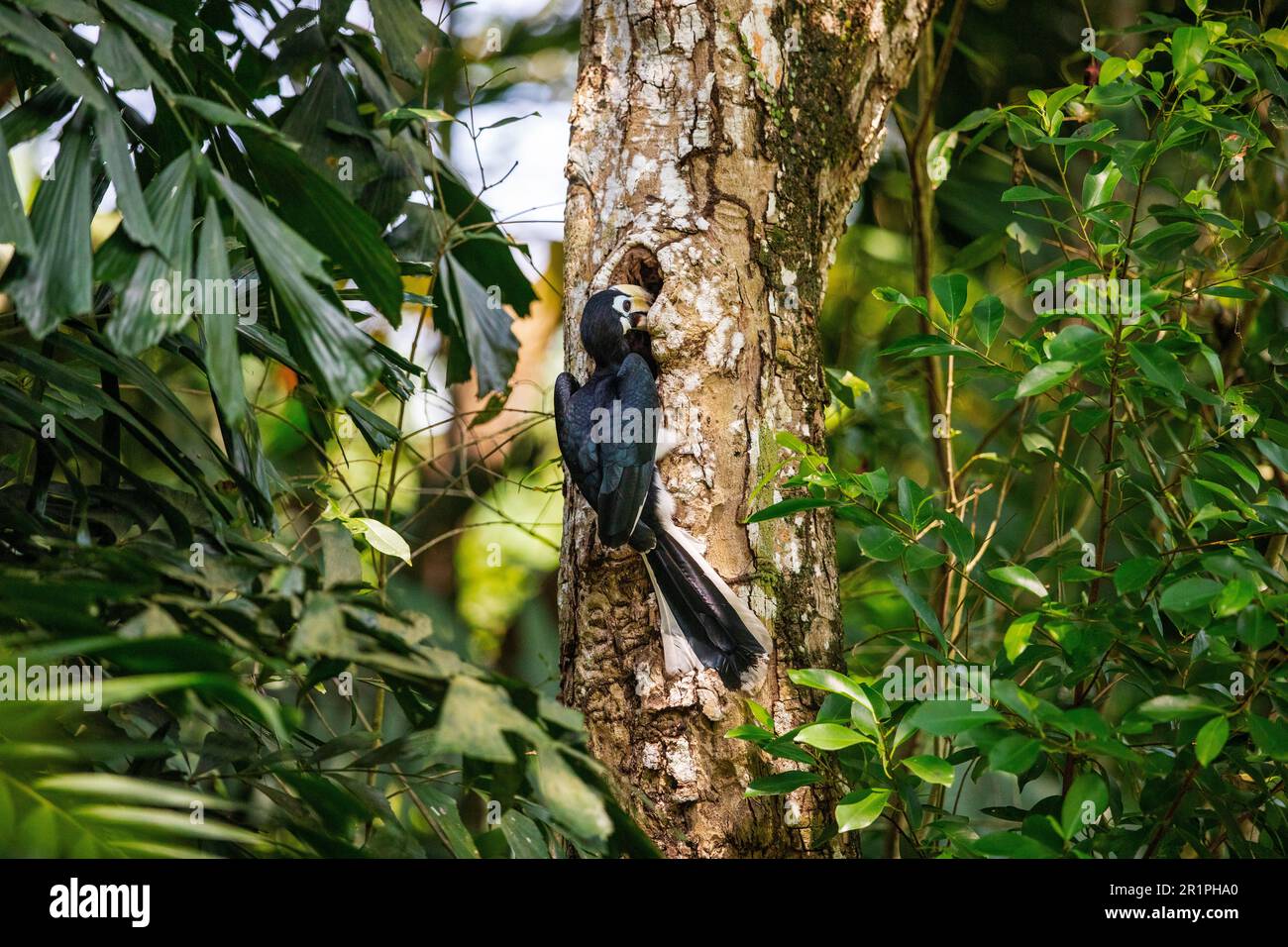 Erwachsene weibliche orientalische Rattenhornvogel untersucht ein mögliches Nestloch in Singapur Stockfoto