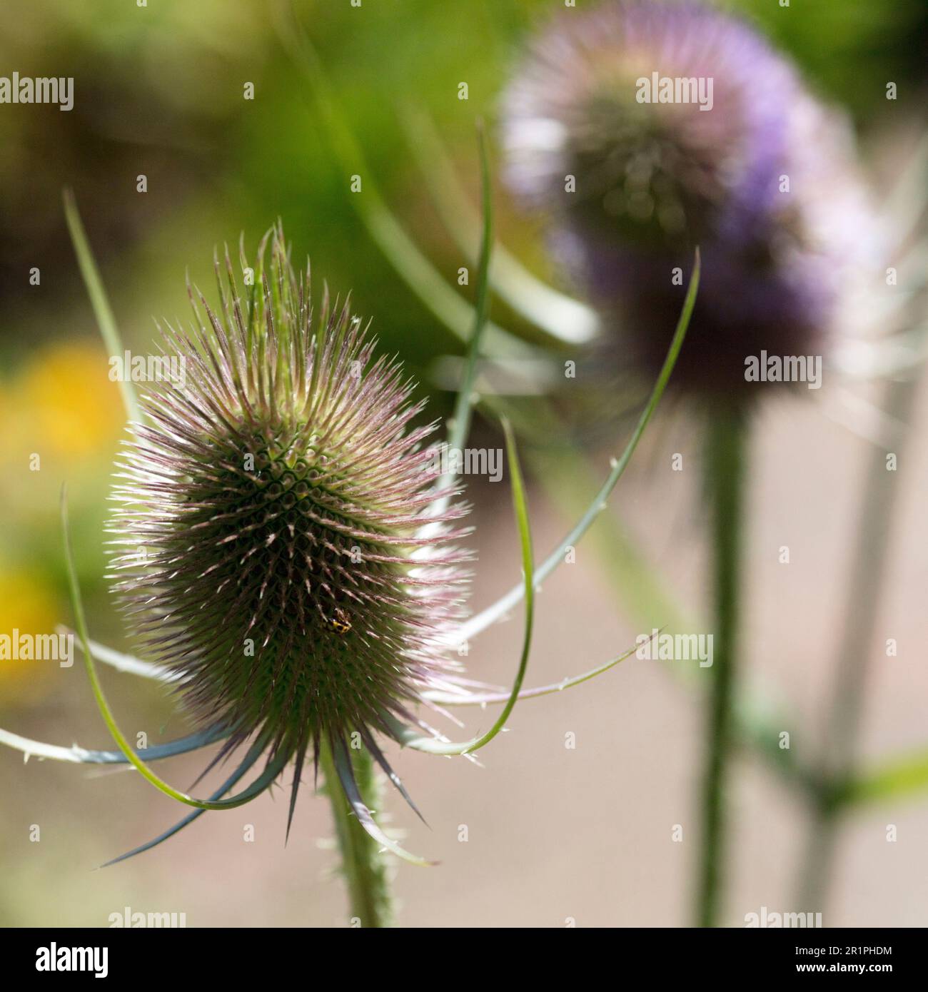 Wilde Kardonen, Dipsacus fullonum, Distel, Pflanze, Botanik, Sommer, Natur, Sommerblume, Zella, Thüringen, Deutschland, Stockfoto