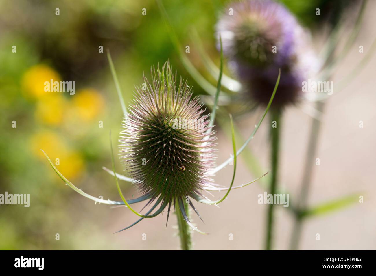 Wilde Kardonen, Dipsacus fullonum, Distel, Pflanze, Botanik, Sommer, Natur, Sommerblume, Zella, Thüringen, Bayern, Deutschland, Stockfoto