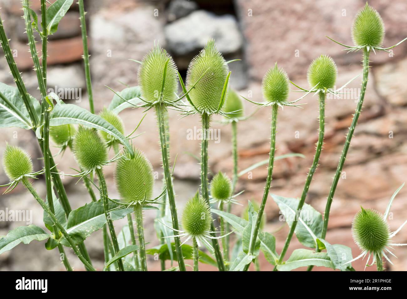 Wilde Kardonen, Dipsacus fullonum, Distel, Pflanze, Botanik, Sommer, Natur, Sommerblume, Zella, Thüringen, Deutschland, Stockfoto
