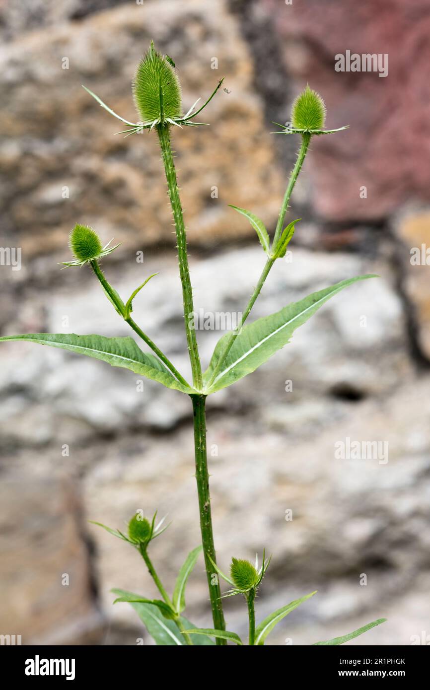 Wilde Kardonen, Dipsacus fullonum, Distel, Pflanze, Botanik, Sommer, Natur, Sommerblume, Zella, Thüringen, Deutschland, Stockfoto