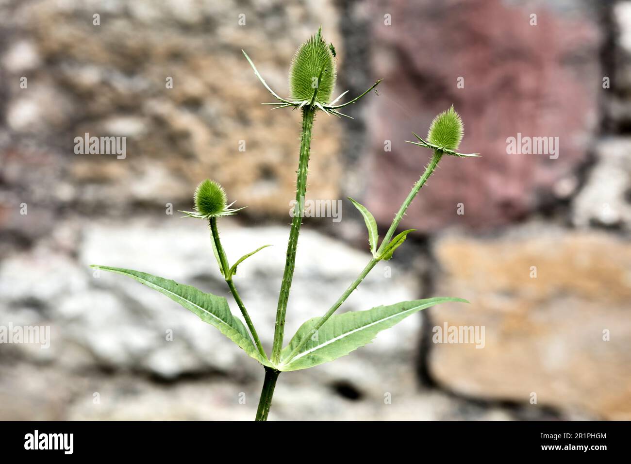 Wilde Kardonen, Dipsacus fullonum, Distel, Pflanze, Botanik, Sommer, Natur, Sommerblume, Zella, Thüringen, Deutschland, Stockfoto
