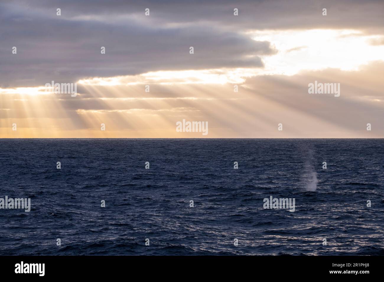 Chile, Juan Fernandez Archipel, Alexander Selkirk Insel. Sonnenaufgang über dem Pazifischen Ozean mit Flossenwalen. Stockfoto