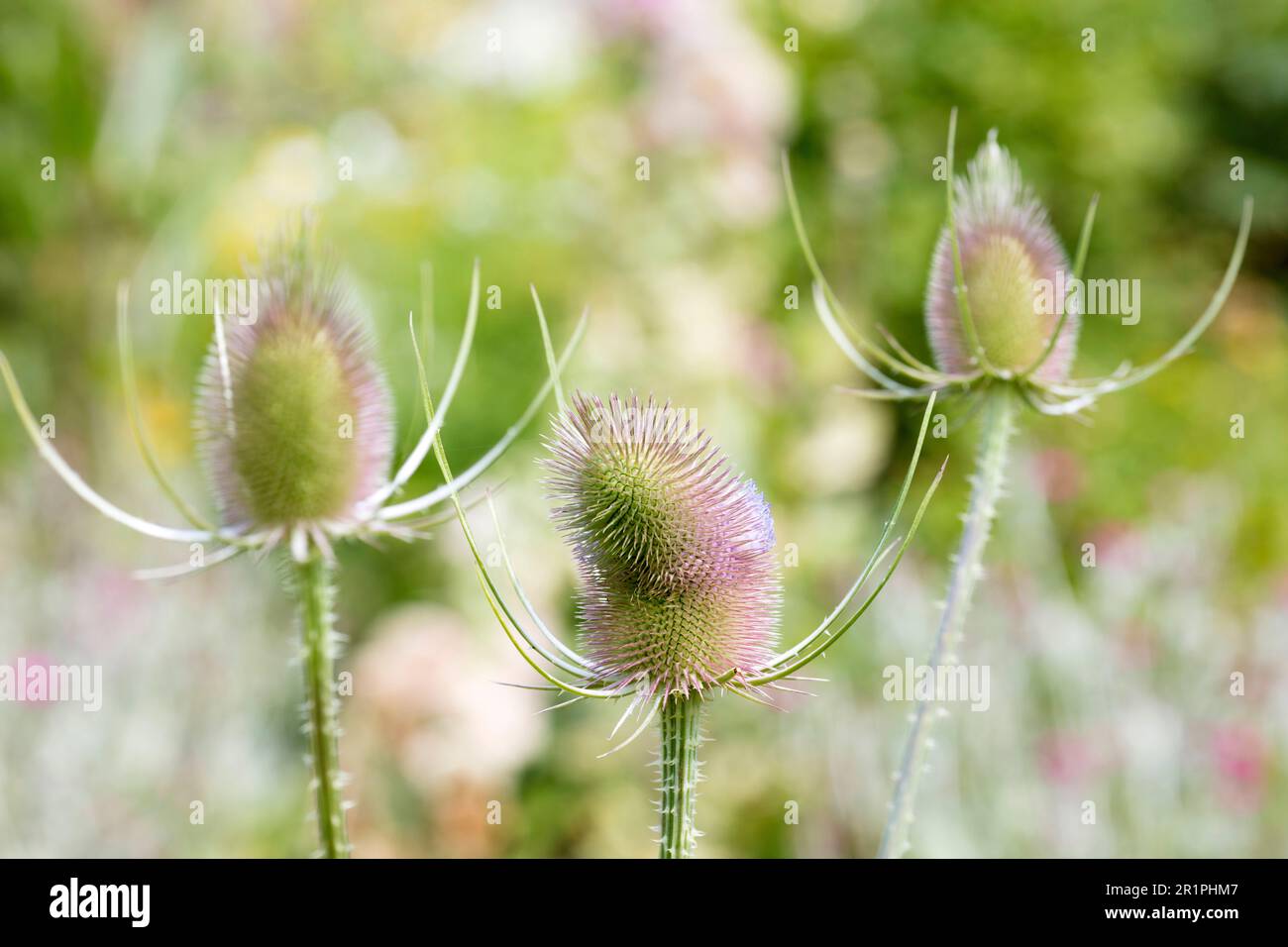 Wilde Kardonen, Dipsacus fullonum, Distel, Pflanze, Botanik, Sommer, Natur, Sommerblume, Zella, Thüringen, Deutschland, Stockfoto