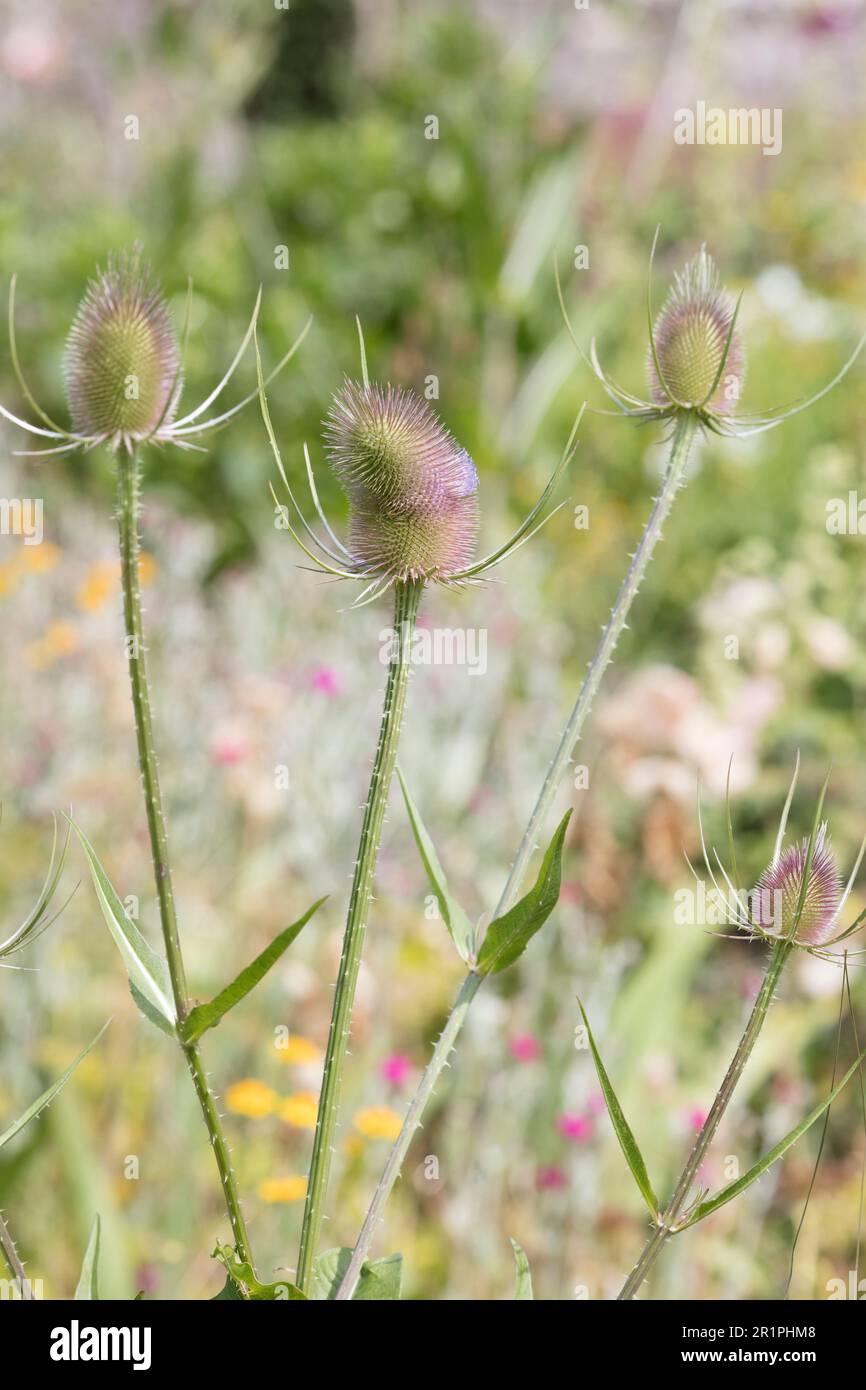 Wilde Kardonen, Dipsacus fullonum, Distel, Pflanze, Botanik, Sommer, Natur, Sommerblume, Zella, Thüringen, Deutschland, Stockfoto