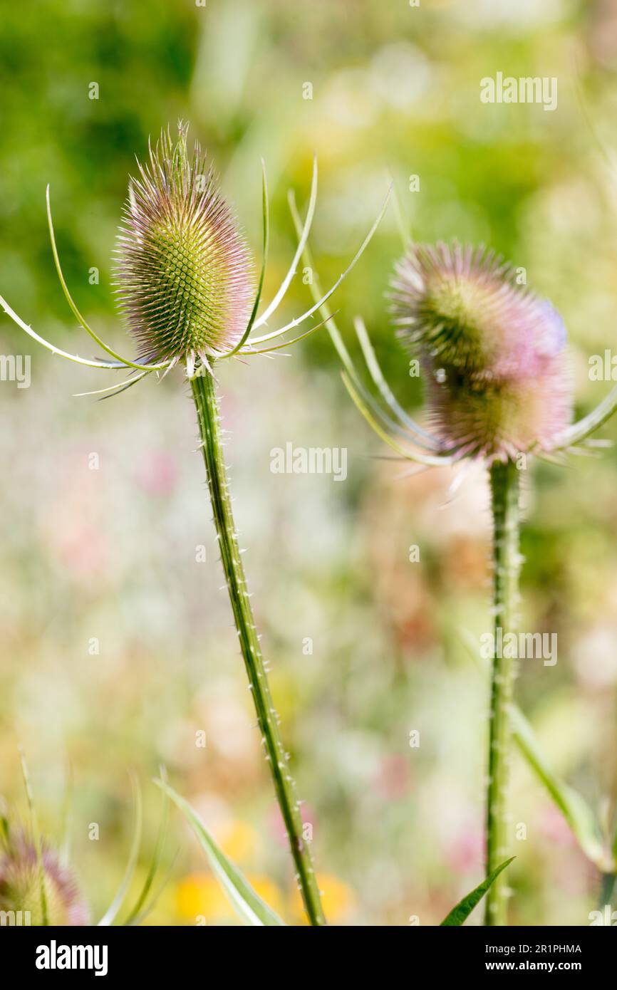 Wilde Kardonen, Dipsacus fullonum, Distel, Pflanze, Botanik, Sommer, Natur, Sommerblume, Zella, Thüringen, Deutschland, Stockfoto