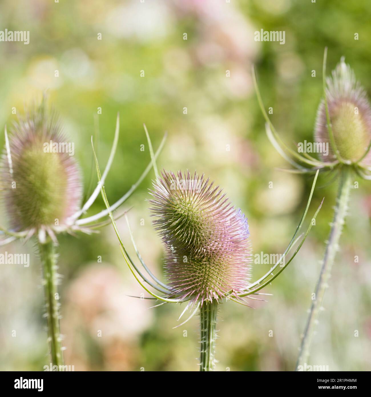 Wilde Kardonen, Dipsacus fullonum, Distel, Pflanze, Botanik, Sommer, Natur, Sommerblume, Zella, Thüringen, Deutschland, Stockfoto