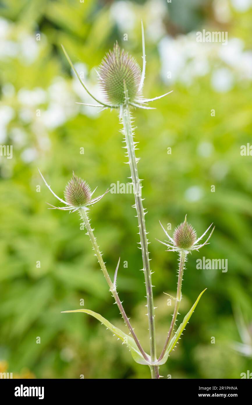 Wilde Kardonen, Dipsacus fullonum, Distel, Pflanze, Botanik, Sommer, Natur, Sommerblume, Zella, Thüringen, Deutschland, Stockfoto