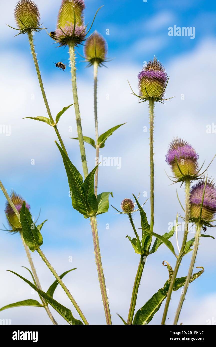 Wilde Kardonen, Dipsacus fullonum, Distel, Pflanze, Botanik, Sommer, Natur, Sommerblume, Zella, Thüringen, Deutschland, Stockfoto