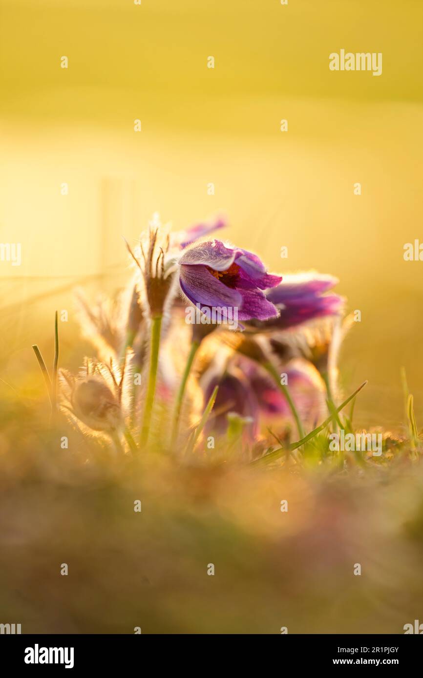 Cowslip, Pasque-Blume, Pulsatilla vulgaris Stockfoto