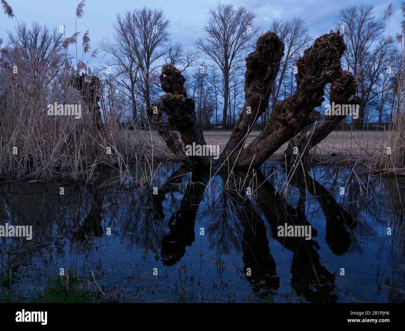 Bewachsene Weiden am Unkenbach im Naturschutzgebiet Grettstädter Riedwiesen im Abendlicht, Bezirk Schweinfurt, Niederfrankreich, Bayern, Deutschland Stockfoto