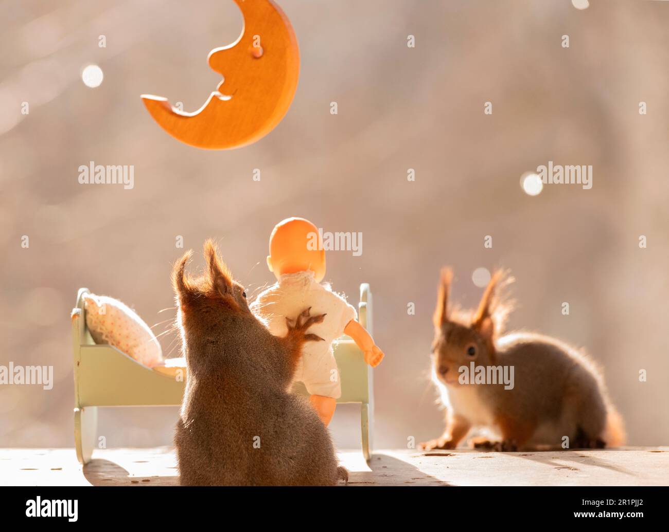 Rote Eichhörnchen stehen mit einem Bett und Baby Stockfoto