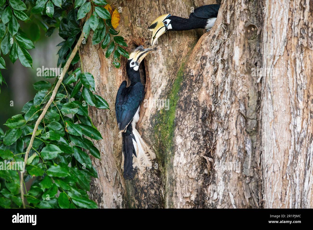 Erwachsener männlicher orientalischer Rattenschwanz, der seinen Partner mit einem Käfer füttert, um den Nestbau im Stamm eines angsana-Baumes in Singapur zu fördern Stockfoto