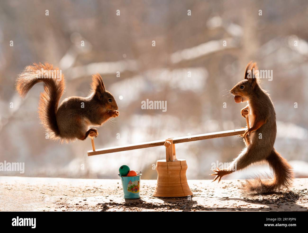 Rote Eichhörnchen stehen auf einer Wiese Stockfoto