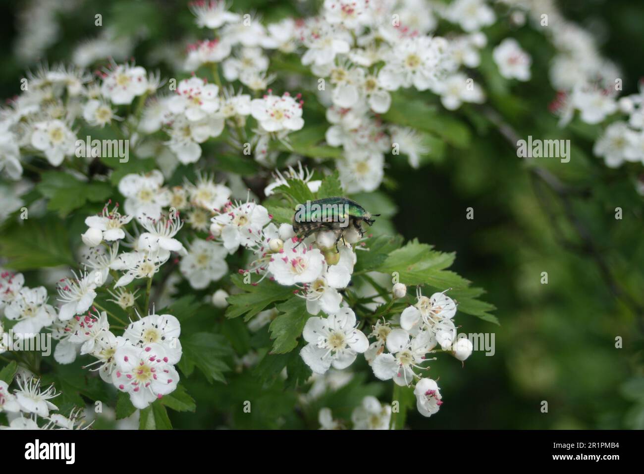 Rosenkeime auf Blumen Stockfoto