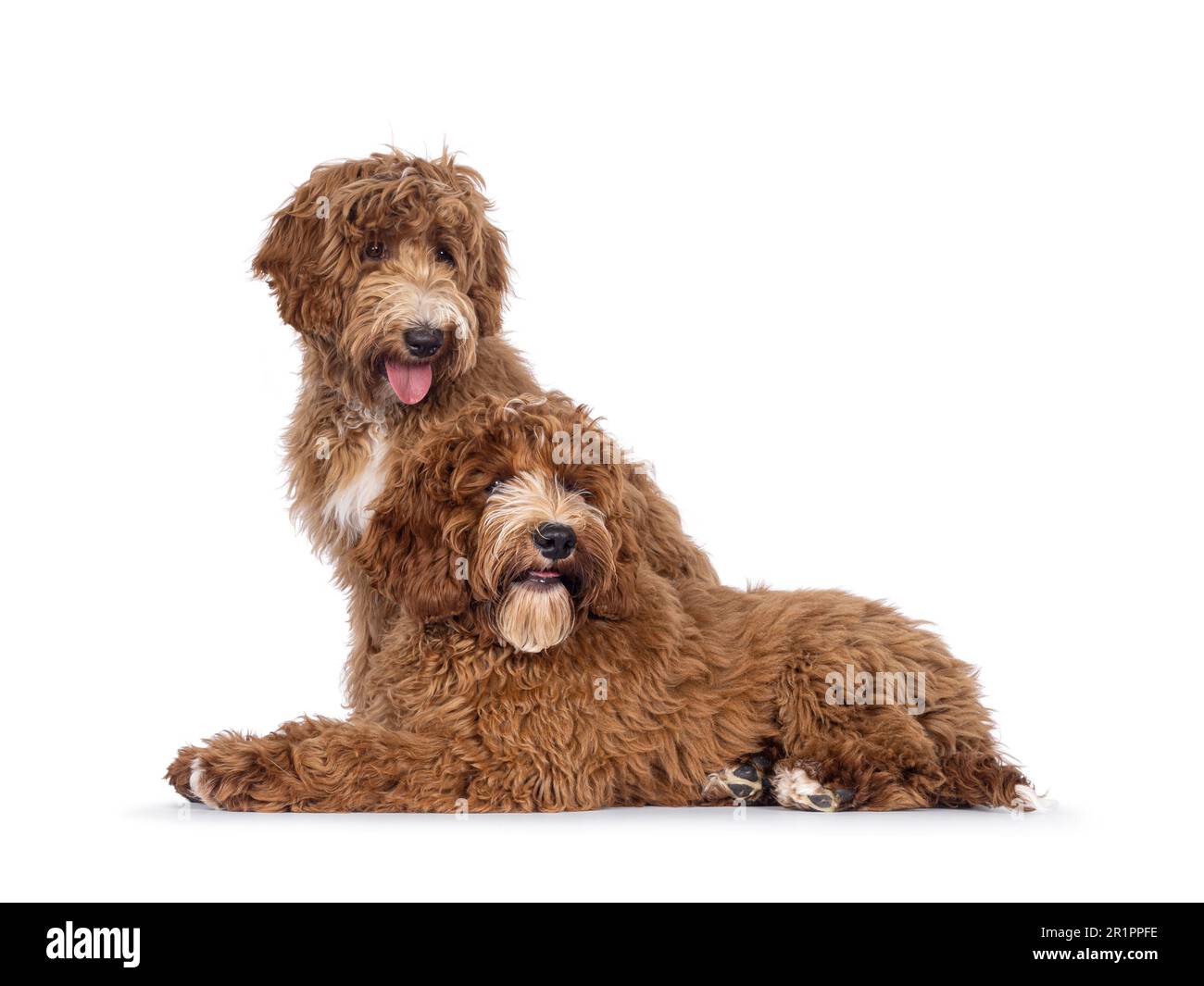 Bezauberndes Duo, australischer Cobberdog, auch bekannt als Labradoodle Hundewelpen, sitzt und legt nebenbei. Von der Kamera wegschauen. Weiße Flecken auf Brust und Zehen. Iso Stockfoto