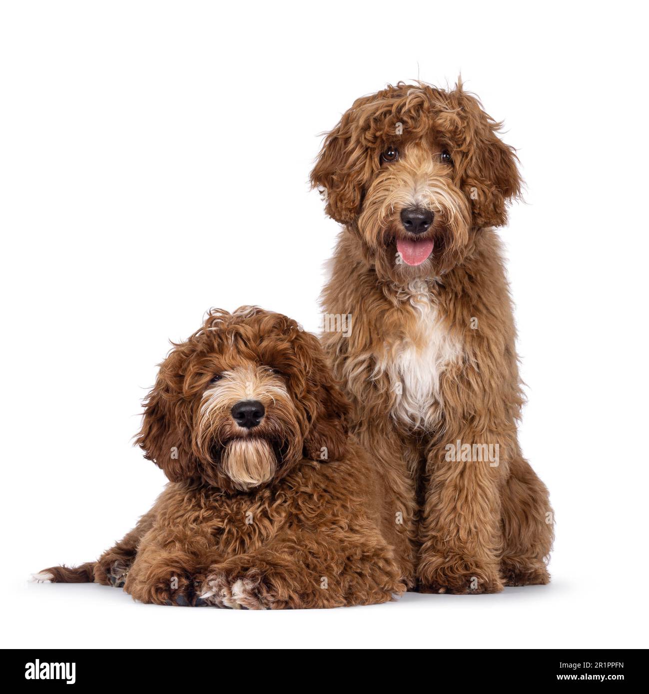 Bezauberndes australisches Duo Cobberdog alias Labradoodle Hundewelpen, sitzend und liegend nach vorne. Ich schaue direkt in die Kamera. Weiße Flecken auf Brust und Zehen Stockfoto