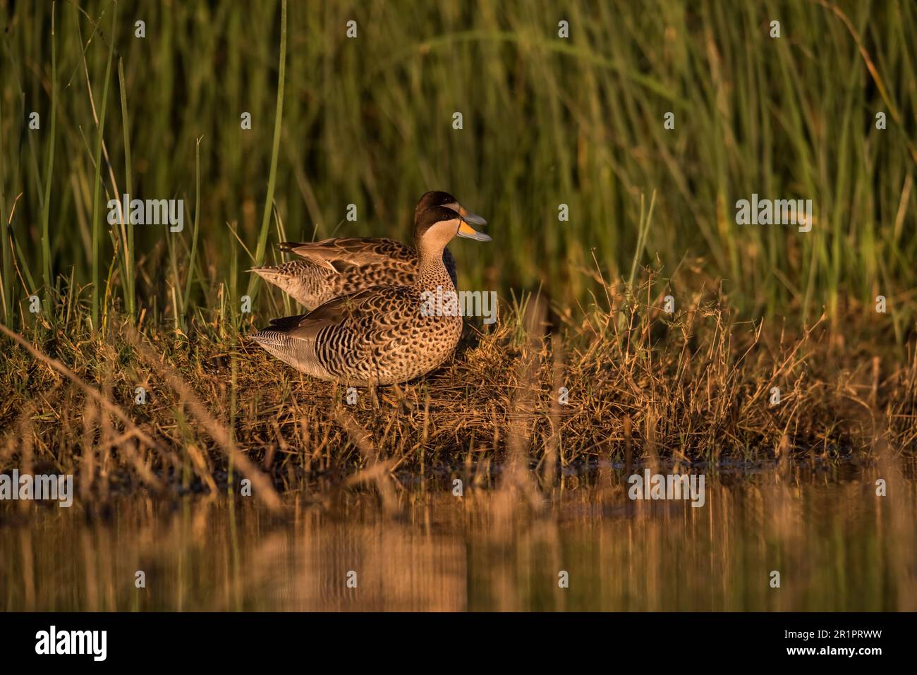 Siver Teal , La Pampa Province, Patagonia, Argentinien, Stockfoto