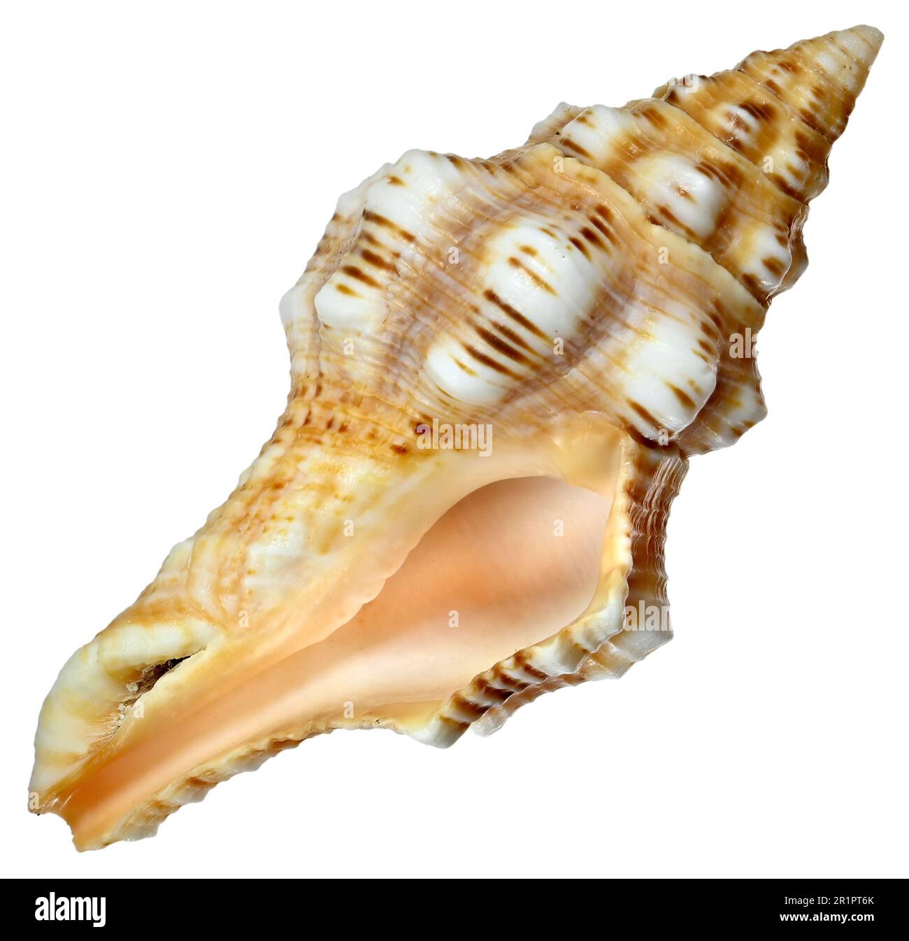 Barclay's Latirus Shell (Latirus barclayi) 6,5 cm Stockfoto
