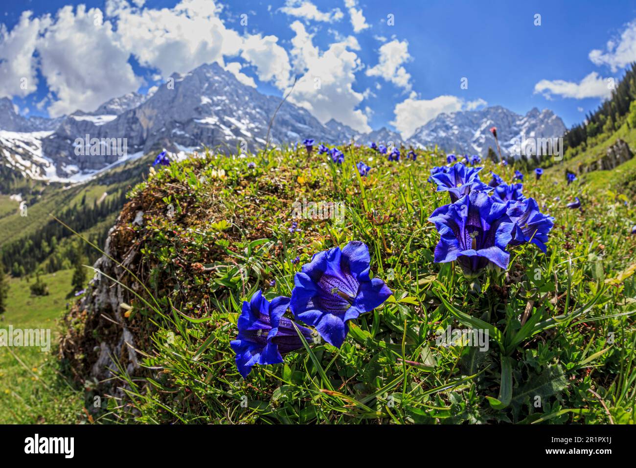 Blue Gentian, Gentiana alpina, Engalm, Karwendel Mountains, Tirol, Österreich Stockfoto