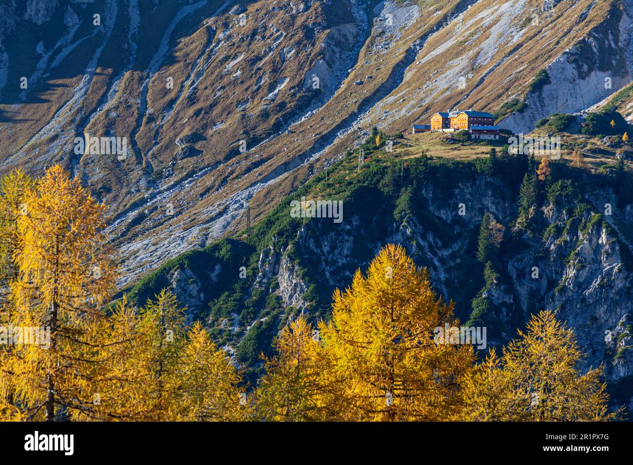 Hofpurgl Hütte, Larch Trees, Herbst, Dachstein Gebirge, Salzburg, Österreich Stockfoto