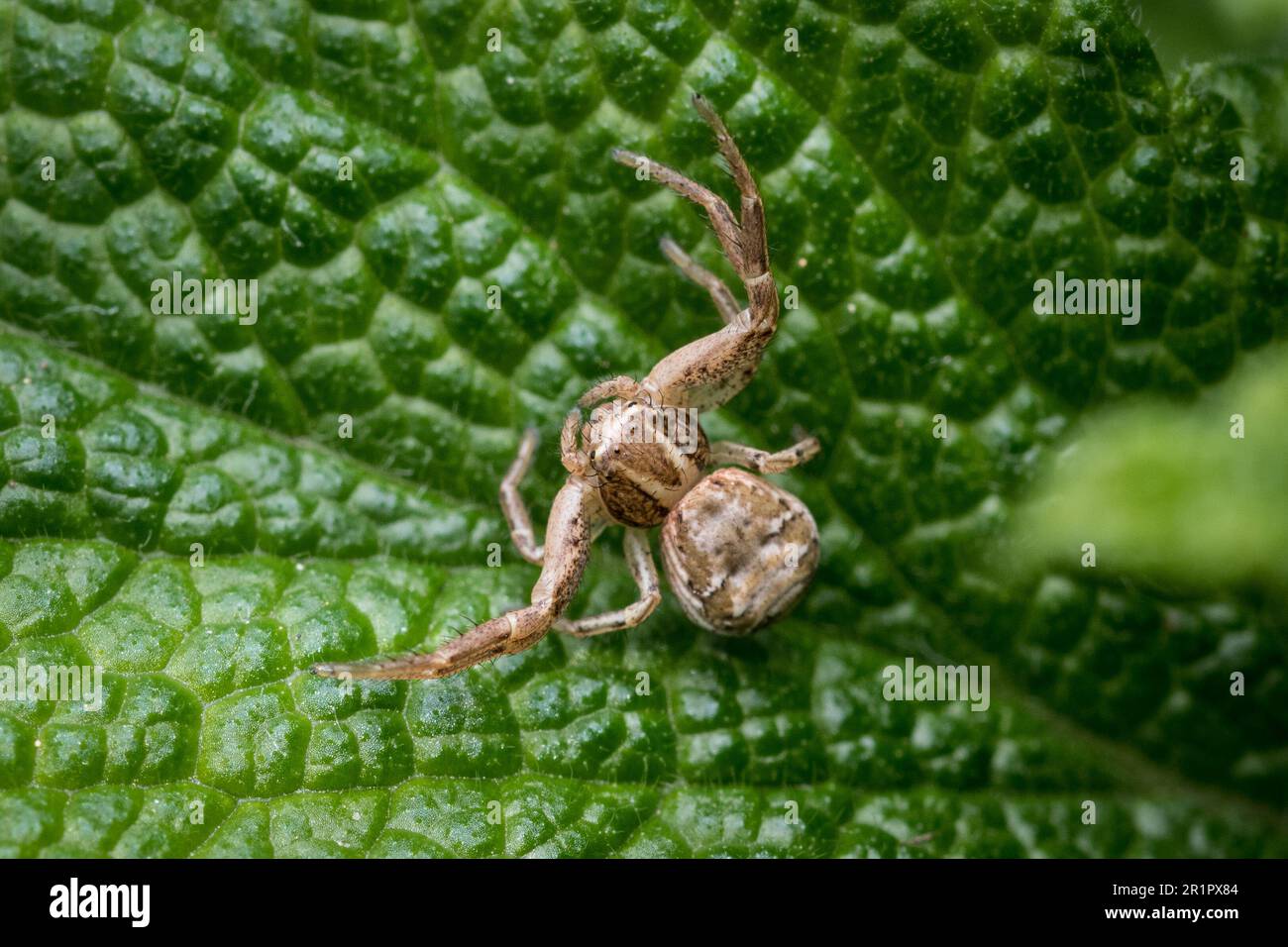 Eine bedrohlich aussehende Krabbenspinne (Xysticus sp) hockt sich zwischen den Blättern und wartet auf Beute. Fotografiert in Tunstall, Sunderland, Großbritannien Stockfoto