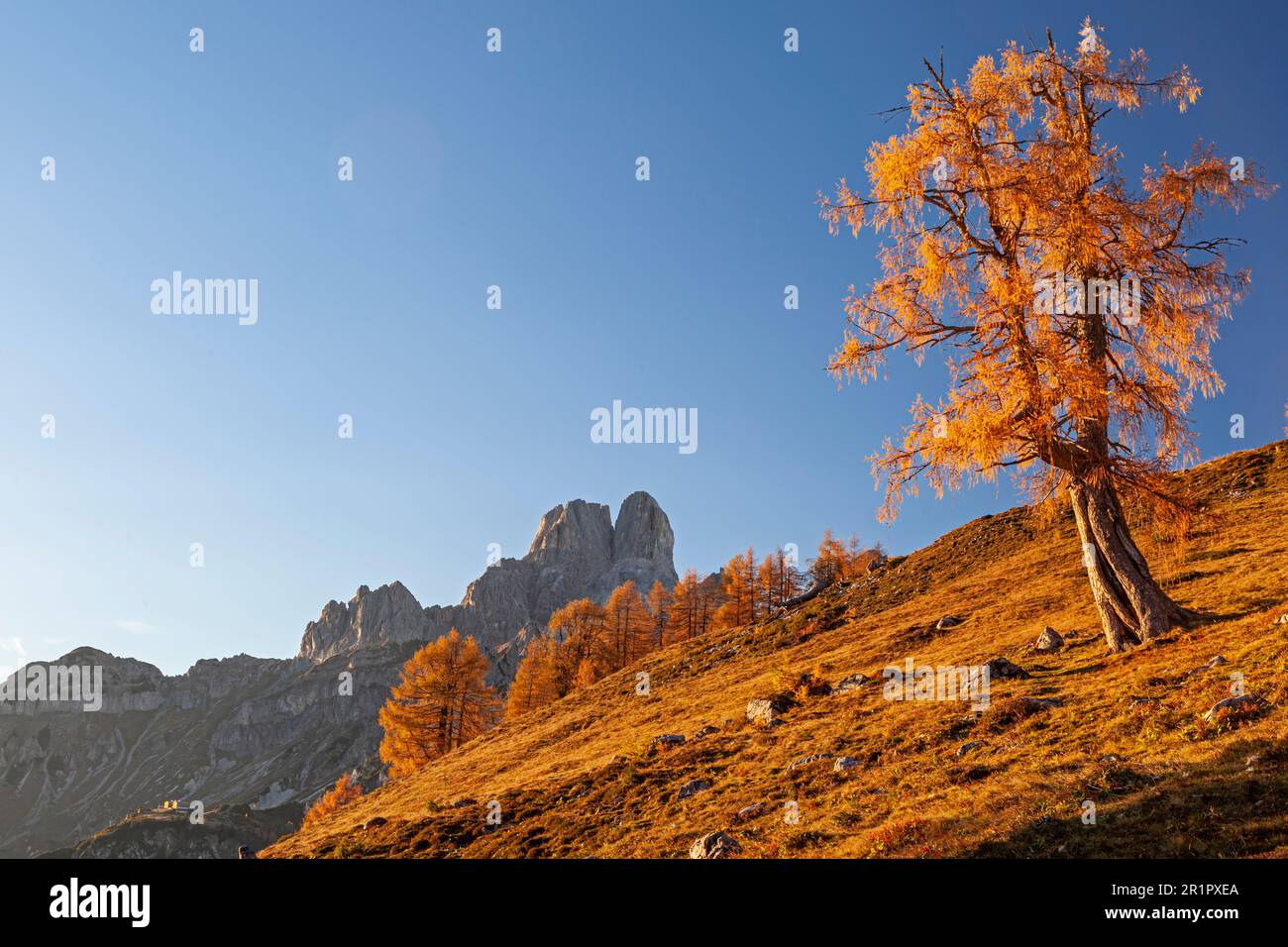 Lärche, Herbst, hinter dem Bischofsmütze, Dachstein, Salzburg, Österreich Stockfoto