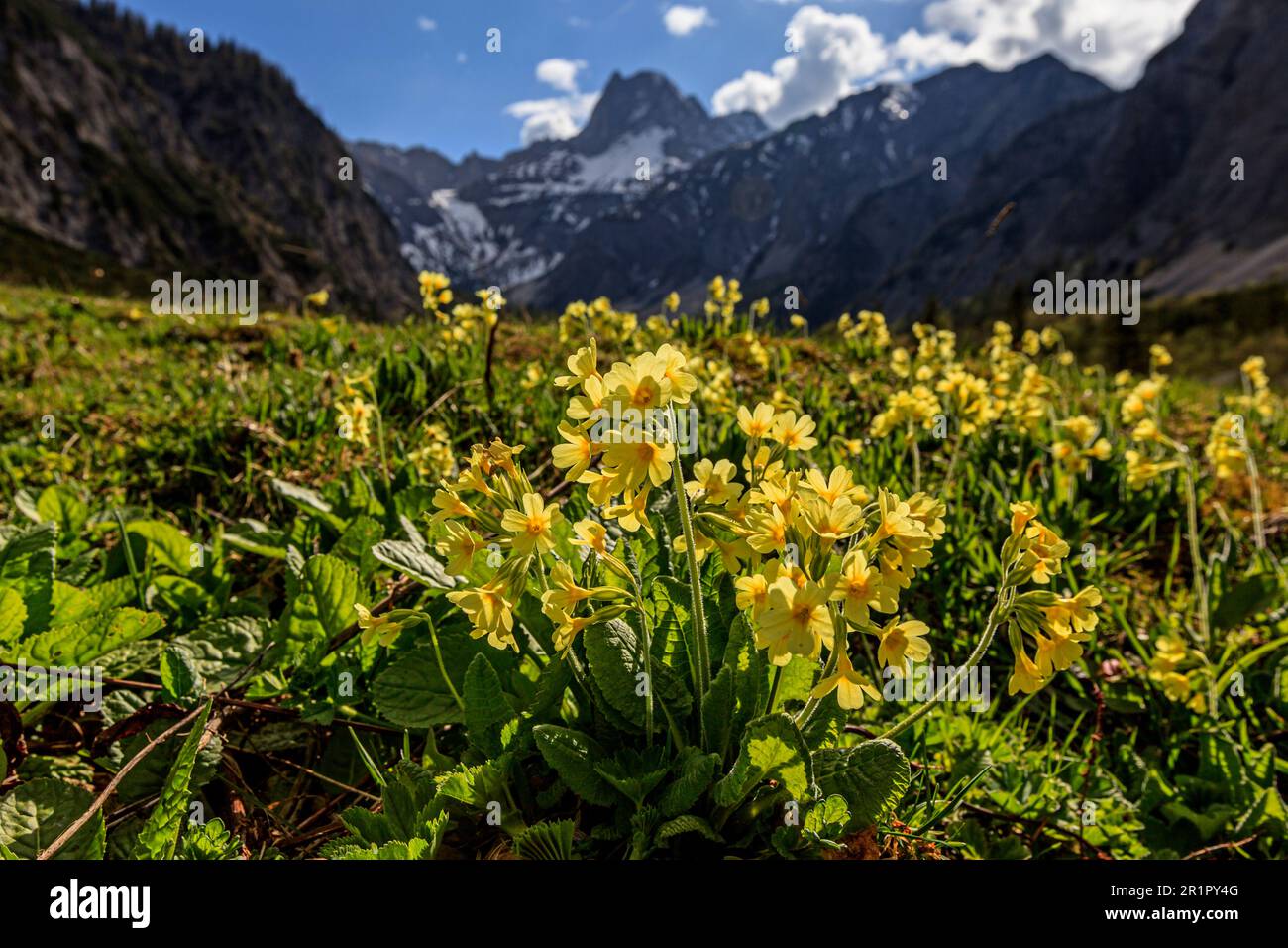 Key Flowers, Primula veris, Falzthurn Valley, Pertisau, Tirol, Karwendelgebirge, Österreich Stockfoto