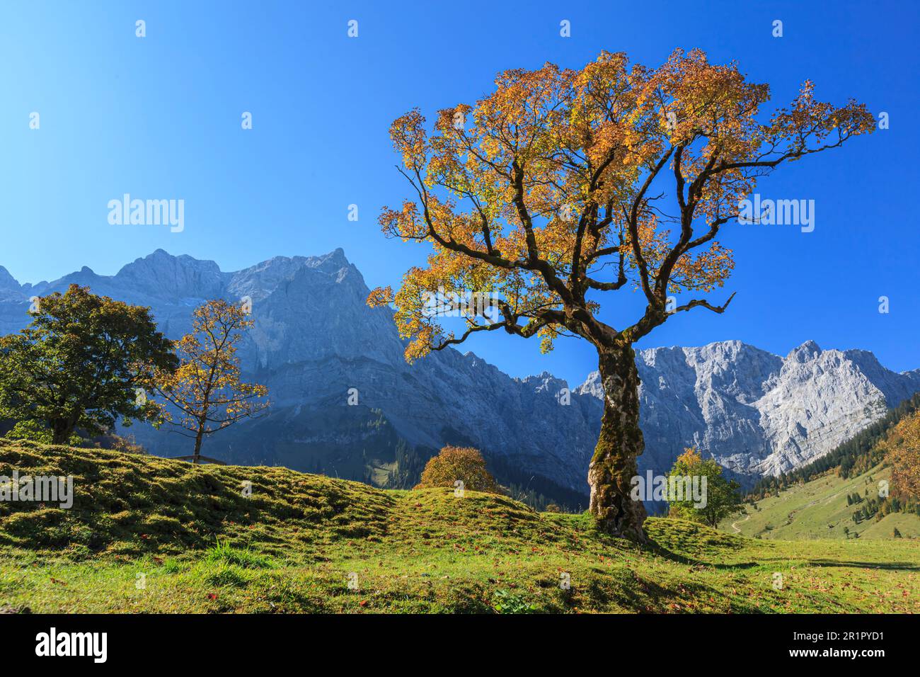 Ahornbaum im Herbst, Engalm, Karwendel, Tirol, Österreich Stockfoto