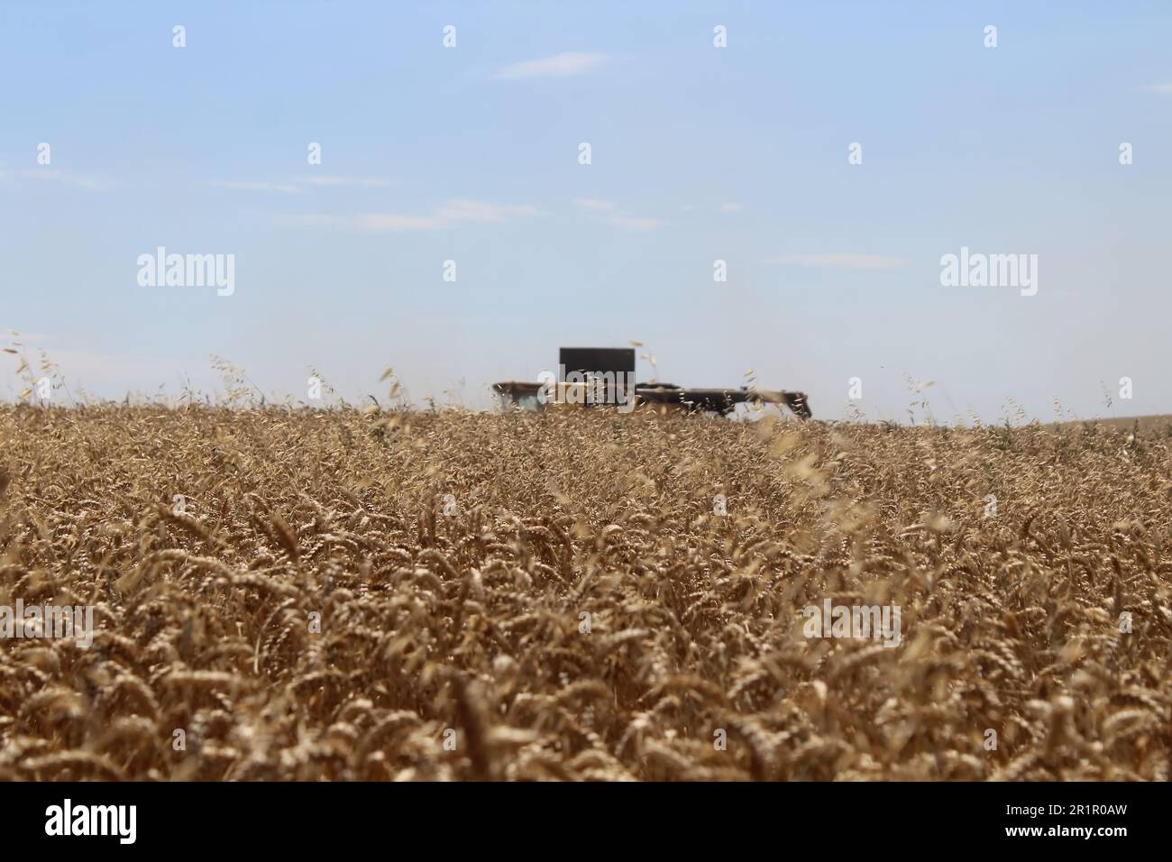 In der Nähe der Weizenernte mit einem Mähdrescher Stockfoto