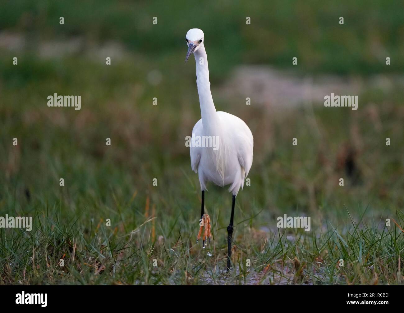 Little Egret (Egretta garzetta) Angeln in den Feuchtgebieten des bot River, Overberg, Südafrika. Stockfoto