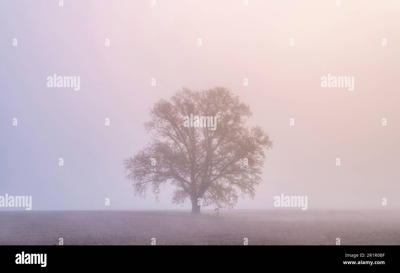 Einsamer Baum in nebiger Landschaft Stockfoto